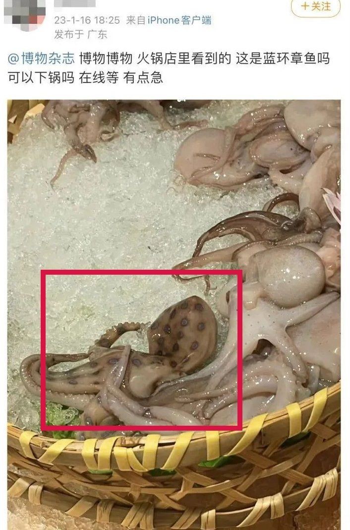 巨型章魚吃人：巨型章魚吃人類對海洋生存智慧與暴力往往互為表里