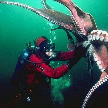 巨型章魚吃人：巨型章魚吃人類對海洋生存智慧與暴力往往互為表里