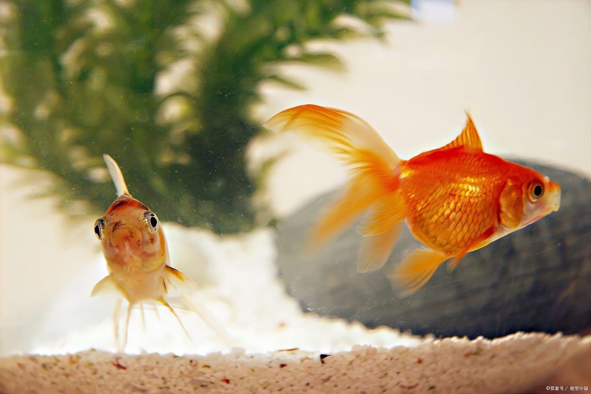 金魚一天吃幾粒魚食：金魚每日所需喂食量調整體型、年齡、水溫及活動狀態