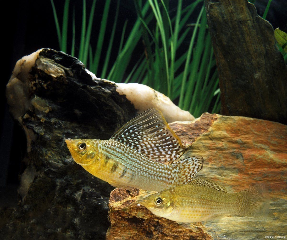金魚一天吃幾粒魚食：金魚每日所需喂食量調整體型、年齡、水溫及活動狀態