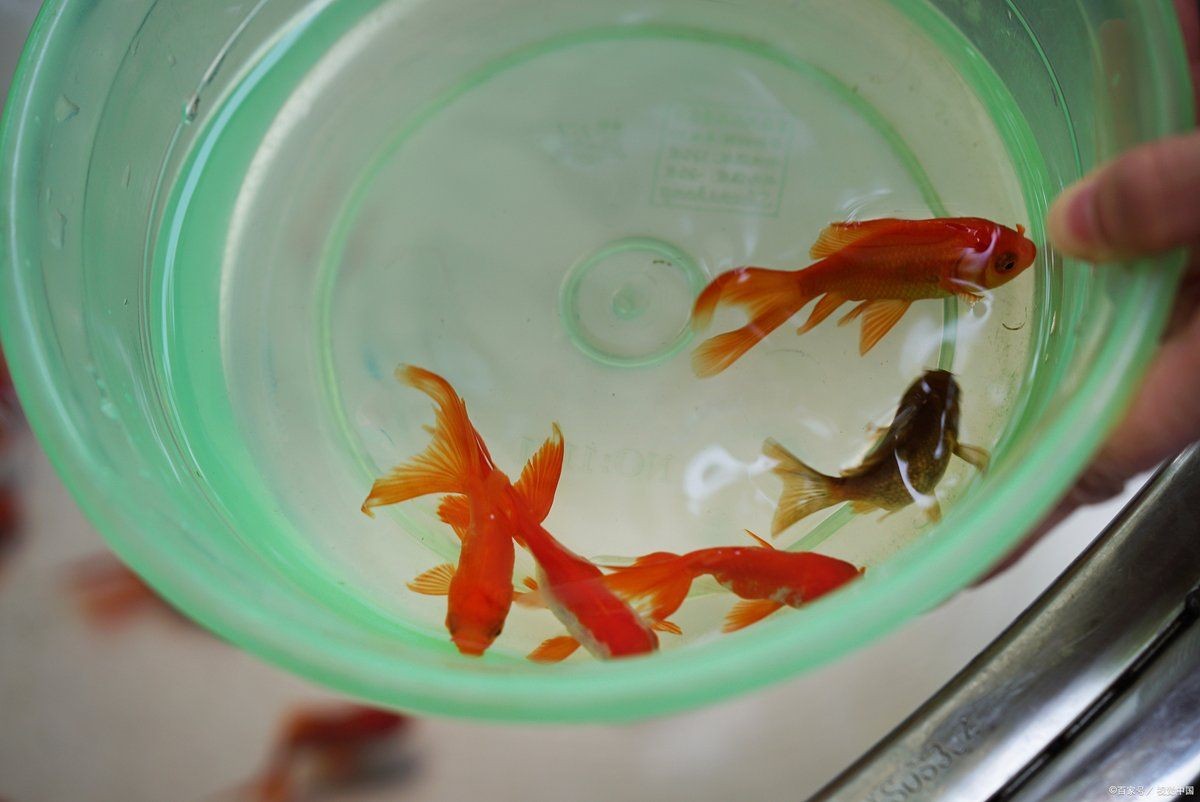 金魚一天吃幾粒魚食：金魚每日所需喂食量調整體型、年齡、水溫及活動狀態