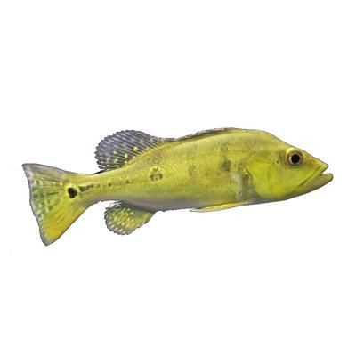 金老虎魚圖片大全大圖：“金老虎魚圖片大全大圖”