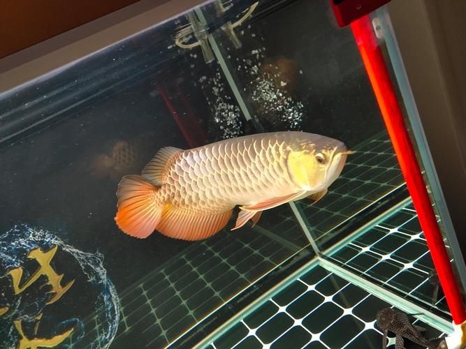 金老虎魚圖片大全大圖：“金老虎魚圖片大全大圖”