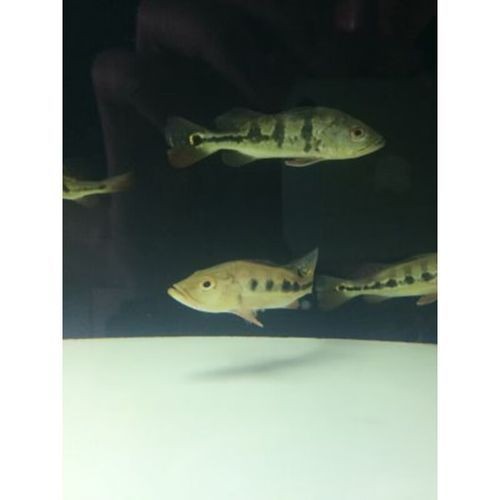 金老虎魚圖片大全大圖：“金老虎魚圖片大全大圖”