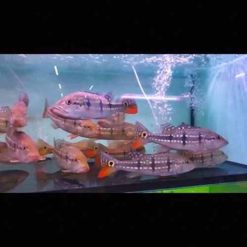 金老虎魚圖片大全大圖：“金老虎魚圖片大全大圖”