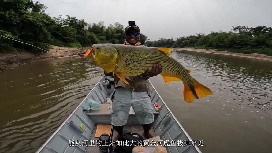 金老虎魚圖片大全大圖：“金老虎魚圖片大全大圖”
