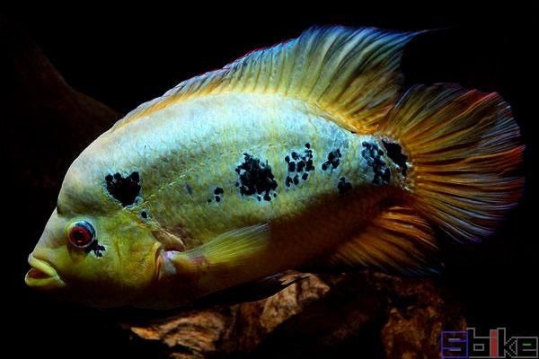 金老虎魚圖片大全大圖：“金老虎魚圖片大全大圖”