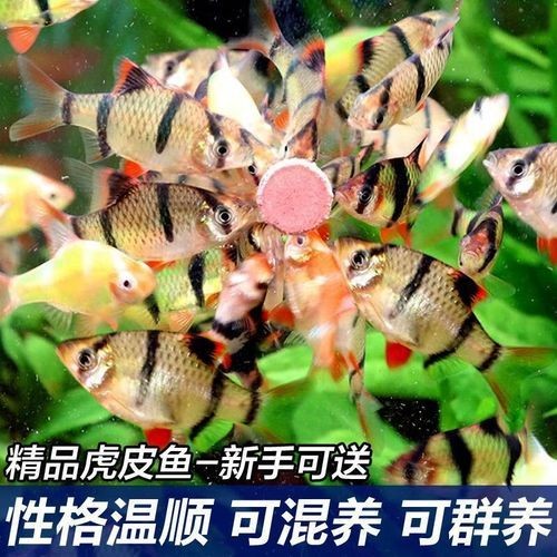 金老虎魚圖片大全大圖：“金老虎魚圖片大全大圖”