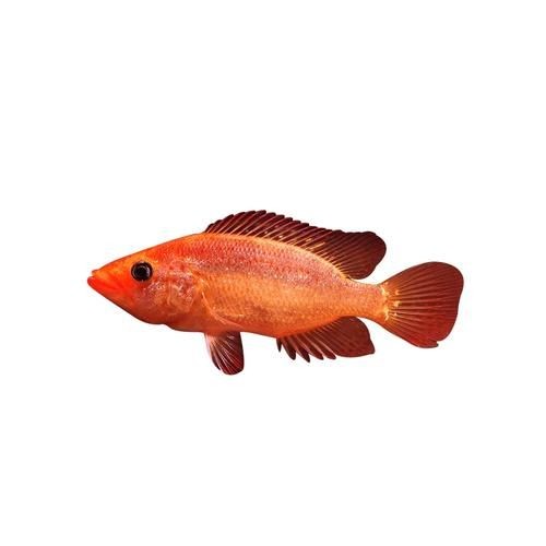 金老虎魚圖片大全大圖：“金老虎魚圖片大全大圖”