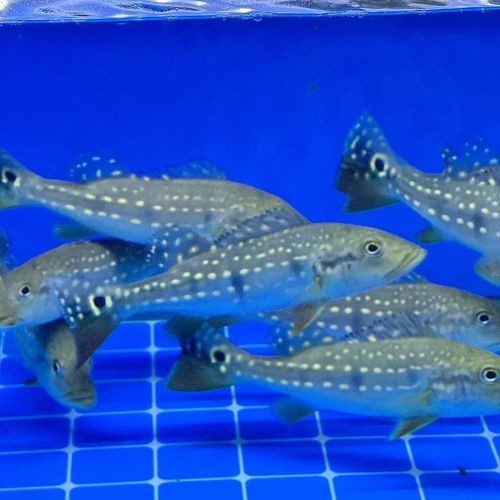 金老虎魚圖片大全大圖：“金老虎魚圖片大全大圖”