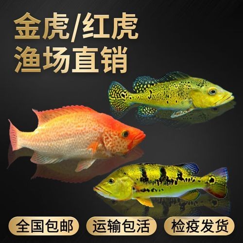 金老虎魚圖片大全大圖：“金老虎魚圖片大全大圖”