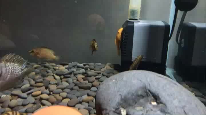 金老虎魚圖片大全大圖：“金老虎魚圖片大全大圖”