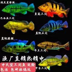 金老虎魚圖片大全大圖：“金老虎魚圖片大全大圖”