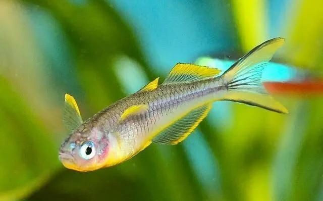 金魚用鰓呼吸嗎：如何判斷金魚的健康狀況