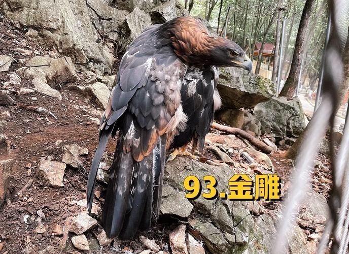 金雕大全圖片：《金雕大全圖片》圖片帶你認(rèn)識(shí)“猛禽之王”金雕