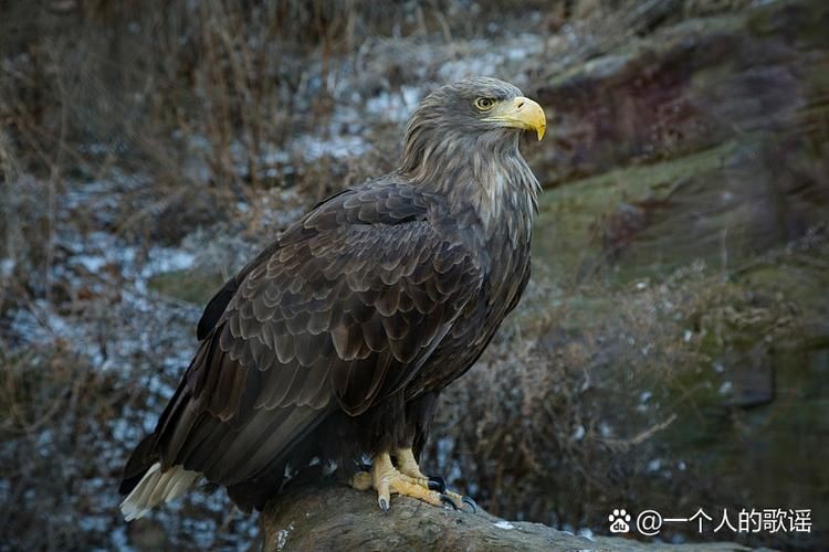 金雕大全圖片：《金雕大全圖片》圖片帶你認(rèn)識(shí)“猛禽之王”金雕