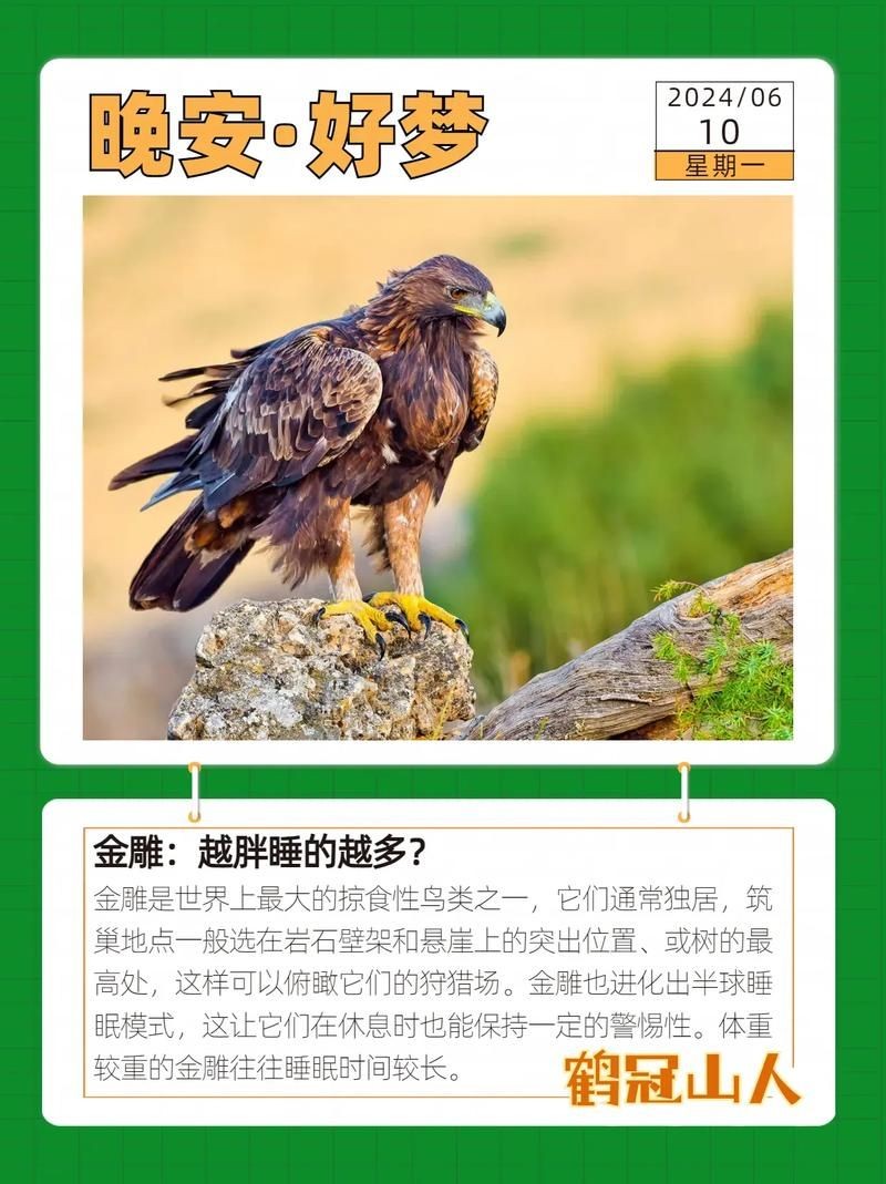 金雕大全圖片：《金雕大全圖片》圖片帶你認(rèn)識(shí)“猛禽之王”金雕