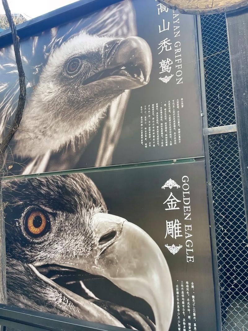 金雕大全圖片：《金雕大全圖片》圖片帶你認(rèn)識(shí)“猛禽之王”金雕