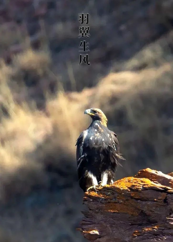 金雕大全圖片：《金雕大全圖片》圖片帶你認(rèn)識(shí)“猛禽之王”金雕