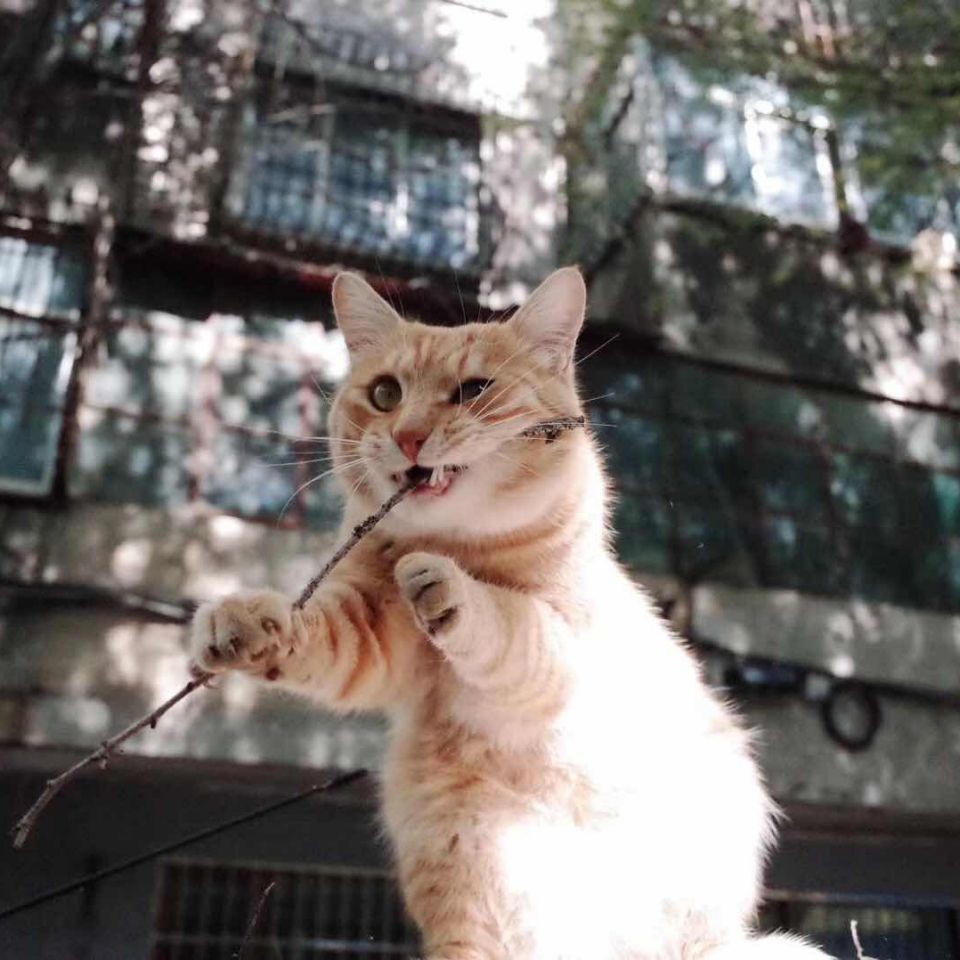 美國龍牌殺菌水治療魚爛身爛尾：美國龍牌殺菌水治療期間爛身爛身爛尾病的使用方案