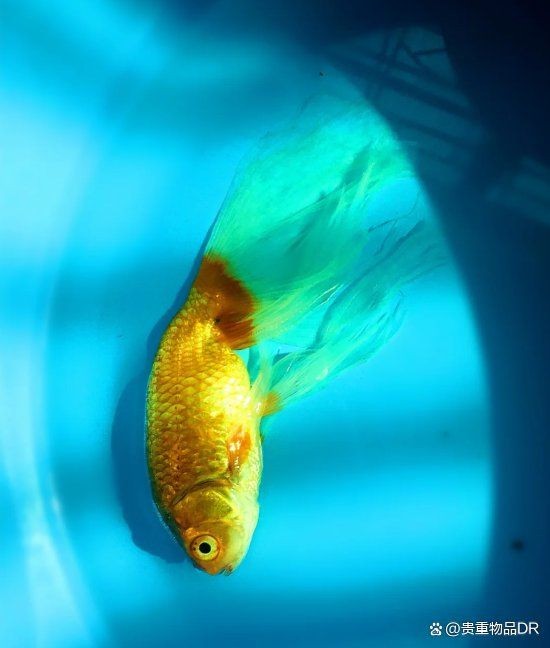 美國龍牌殺菌水治療魚爛身爛尾：美國龍牌殺菌水治療期間爛身爛身爛尾病的使用方案