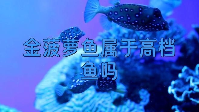 金菠蘿魚是什么品種：廣東人超愛的金菠蘿魚，你嘗過嗎