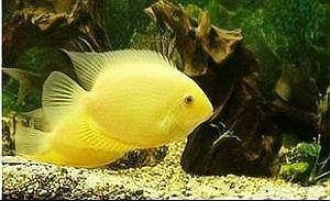 金菠蘿魚是什么品種：廣東人超愛的金菠蘿魚，你嘗過嗎