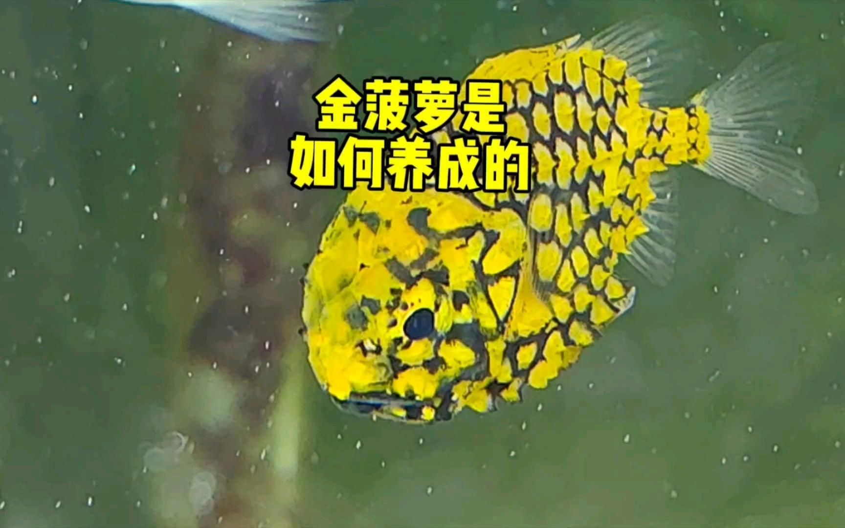 金菠蘿魚是什么品種：廣東人超愛的金菠蘿魚，你嘗過嗎