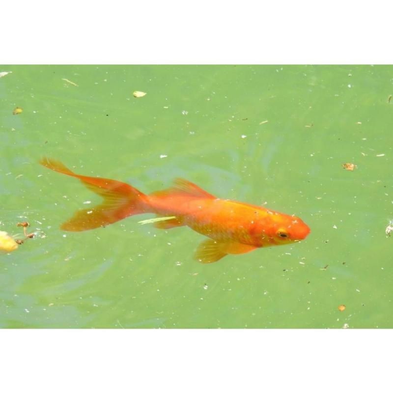 金魚是什么樣的：金魚形態與特征