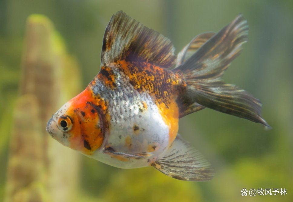 金魚是什么樣的：金魚形態與特征