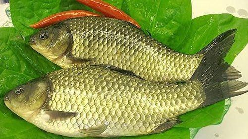 海南三角鯽為何要少吃：海南三角鯽作為熱帶淡水魚類食用需謹慎吃三角鯽魚