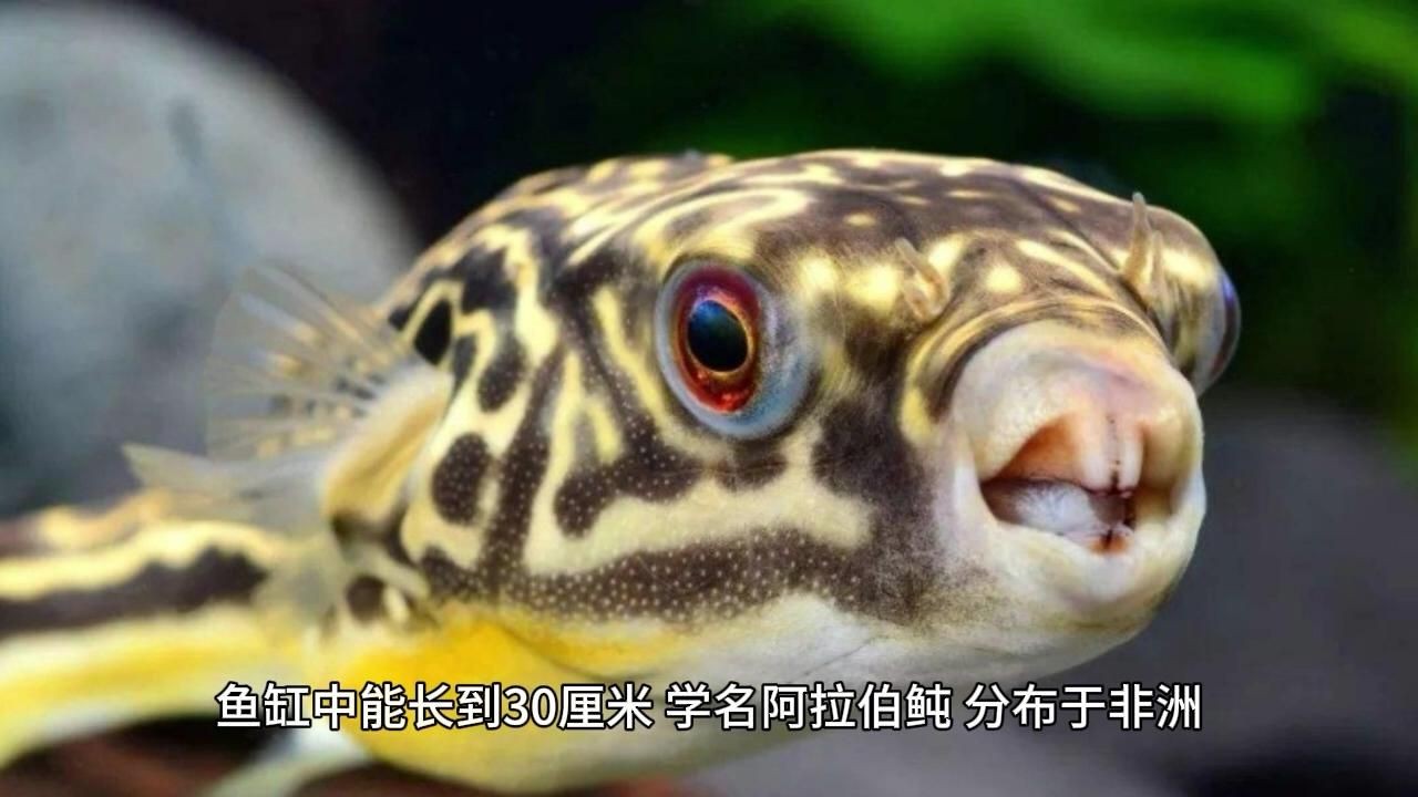 狗頭魚品種有哪些：常見狗頭魚品種介紹與飼養(yǎng)技巧