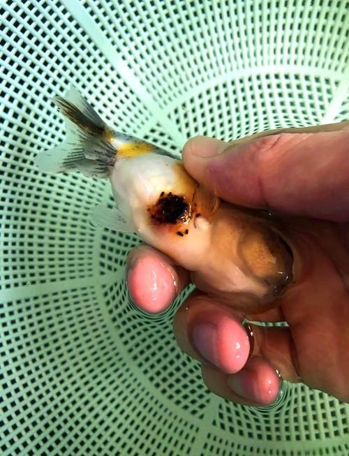 金魚爛尾巴潰爛圖片:金魚常見的“爛尾巴”病癥結合典型潰爛癥狀圖片展開解析 龍魚百科 第8張 金魚爛尾巴潰爛圖片:金魚常見的“爛尾巴”病癥結合典型潰爛癥狀圖片展開解析 金魚爛尾巴潰爛圖片:金魚常見的“爛尾巴”病癥結合典型潰爛癥狀圖片展開解析 龍魚百科 第8張