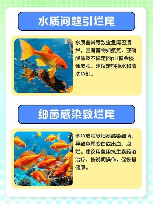 金魚爛尾巴潰爛圖片:金魚常見的“爛尾巴”病癥結合典型潰爛癥狀圖片展開解析 龍魚百科 第19張 金魚爛尾巴潰爛圖片:金魚常見的“爛尾巴”病癥結合典型潰爛癥狀圖片展開解析 金魚爛尾巴潰爛圖片:金魚常見的“爛尾巴”病癥結合典型潰爛癥狀圖片展開解析 龍魚百科 第19張