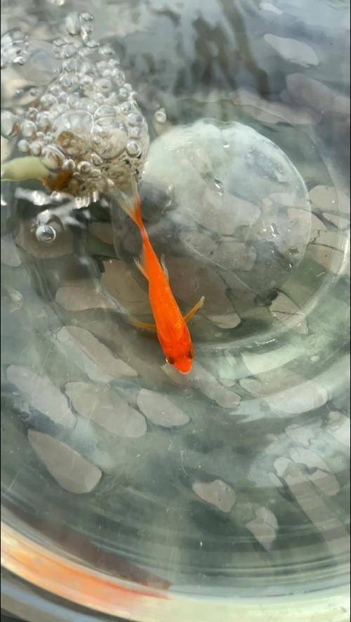 金魚爛尾巴潰爛圖片:金魚常見的“爛尾巴”病癥結合典型潰爛癥狀圖片展開解析 龍魚百科 第12張 金魚爛尾巴潰爛圖片:金魚常見的“爛尾巴”病癥結合典型潰爛癥狀圖片展開解析 金魚爛尾巴潰爛圖片:金魚常見的“爛尾巴”病癥結合典型潰爛癥狀圖片展開解析 龍魚百科 第12張