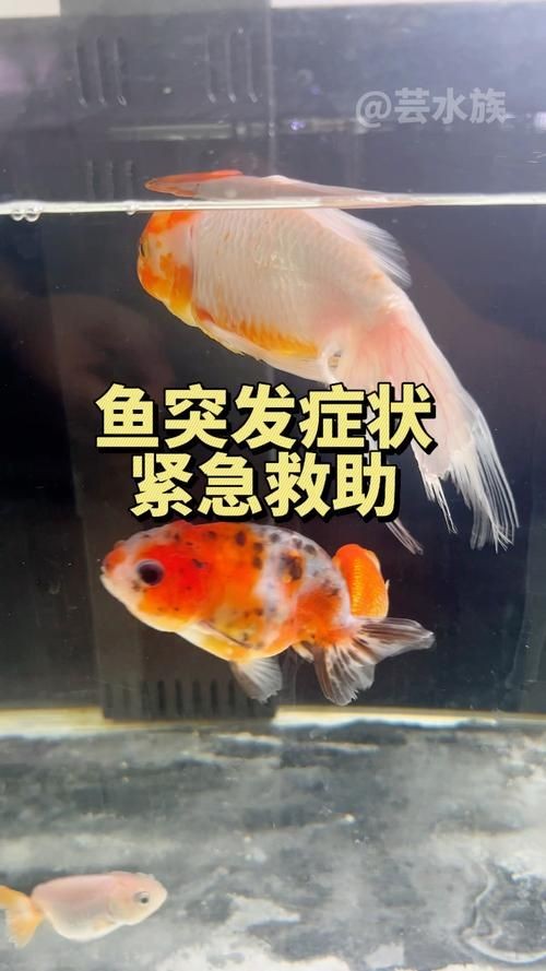 金魚爛尾巴潰爛圖片:金魚常見的“爛尾巴”病癥結合典型潰爛癥狀圖片展開解析 龍魚百科 第15張 金魚爛尾巴潰爛圖片:金魚常見的“爛尾巴”病癥結合典型潰爛癥狀圖片展開解析 金魚爛尾巴潰爛圖片:金魚常見的“爛尾巴”病癥結合典型潰爛癥狀圖片展開解析 龍魚百科 第15張