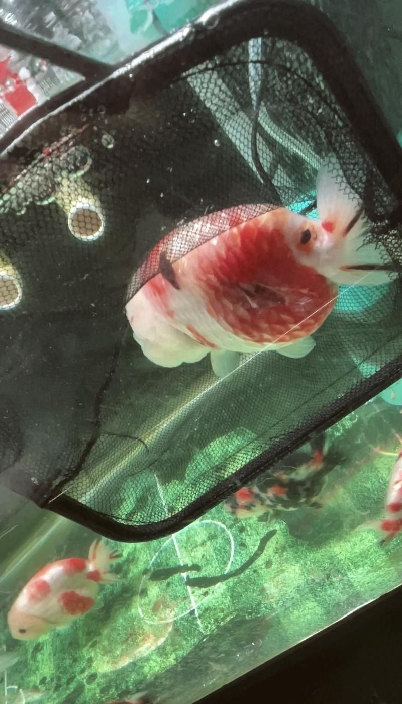 金魚爛尾巴潰爛圖片:金魚常見的“爛尾巴”病癥結合典型潰爛癥狀圖片展開解析 龍魚百科 第27張 金魚爛尾巴潰爛圖片:金魚常見的“爛尾巴”病癥結合典型潰爛癥狀圖片展開解析 金魚爛尾巴潰爛圖片:金魚常見的“爛尾巴”病癥結合典型潰爛癥狀圖片展開解析 龍魚百科 第27張