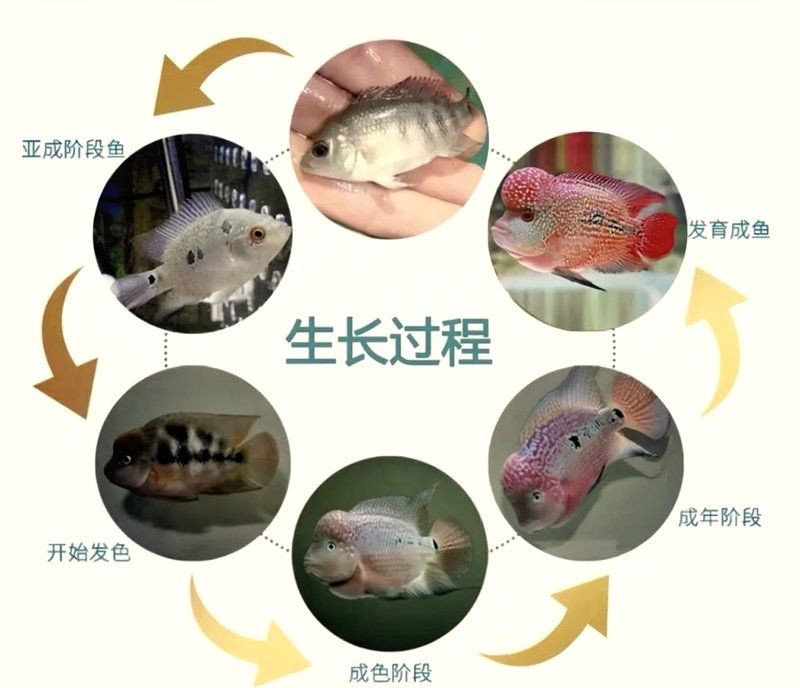 火鳳羅漢魚小苗：火鳳羅漢魚小苗培育全指南