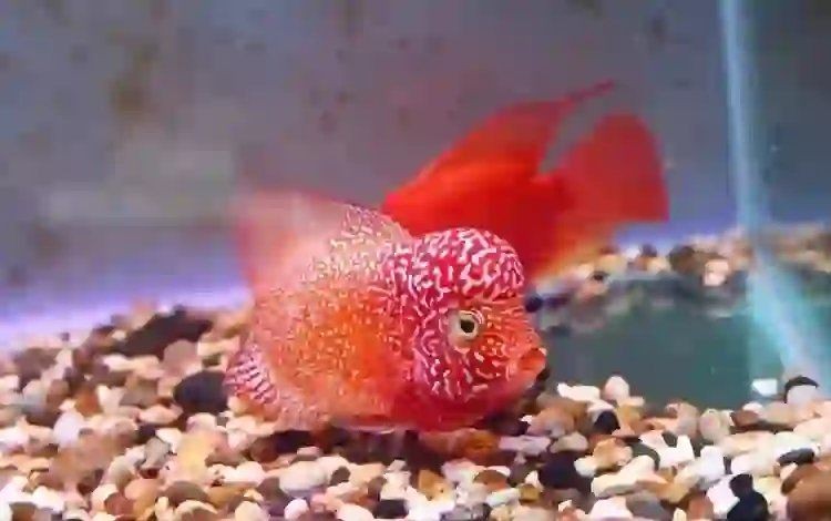 火鳳羅漢魚小苗：火鳳羅漢魚小苗培育全指南