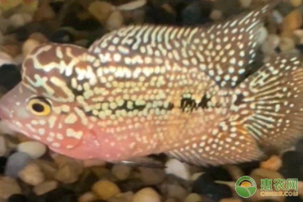 火鳳羅漢魚小苗：火鳳羅漢魚小苗培育全指南
