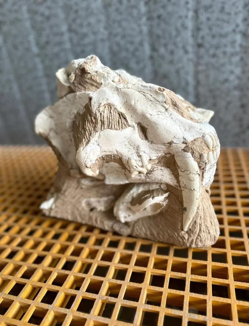 巨頦虎：巨頦虎的歷史歷程