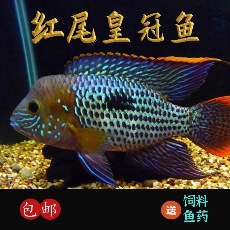 皇冠魚一般多少錢：皇冠魚價格一般多少錢？ 皇冠魚一般多少錢：皇冠魚價格一般多少錢？ 龍魚論壇 第3張