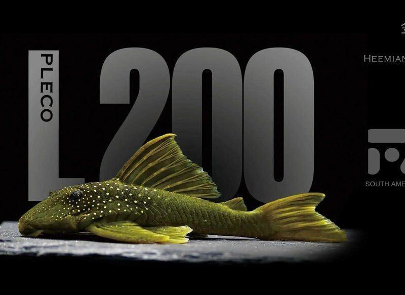 金鉆異形魚是什么品種：金鉆異形魚市場價格是多少金鉆異形魚的最佳飼養溫度是多少