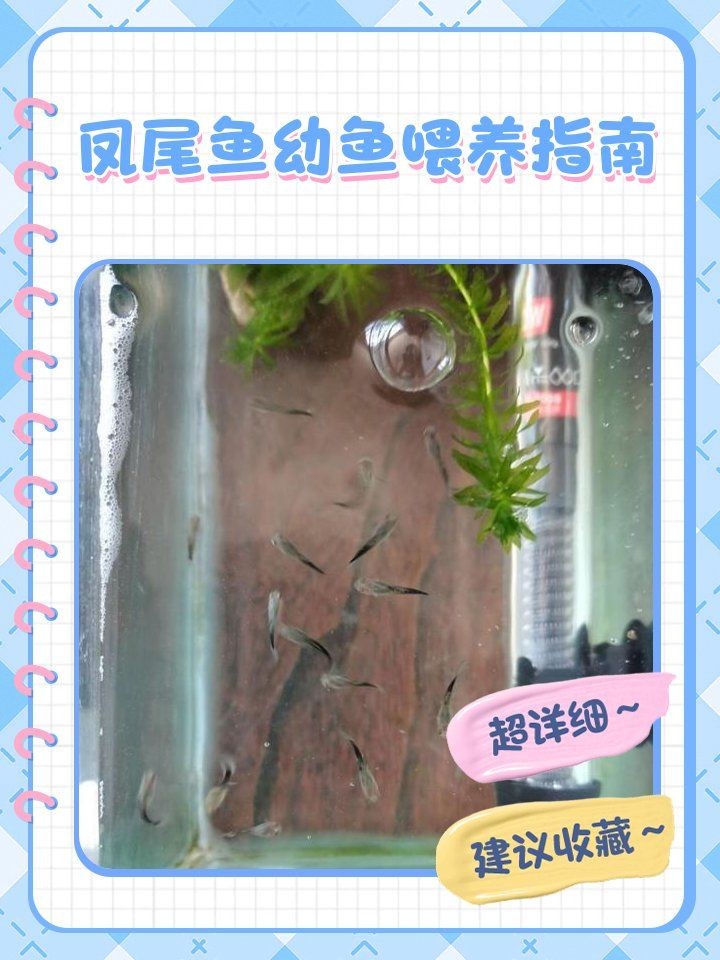 剛下的小鳳尾魚怎么養：鳳尾魚幼魚喂養指南46,鳳尾魚怎么養成活率高