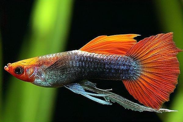 剛下的小鳳尾魚怎么養：鳳尾魚幼魚喂養指南46,鳳尾魚怎么養成活率高