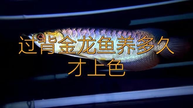 過背藍底金龍魚怎么養：過背藍底金龍魚的養護建議，新魚入缸前需隔離觀察