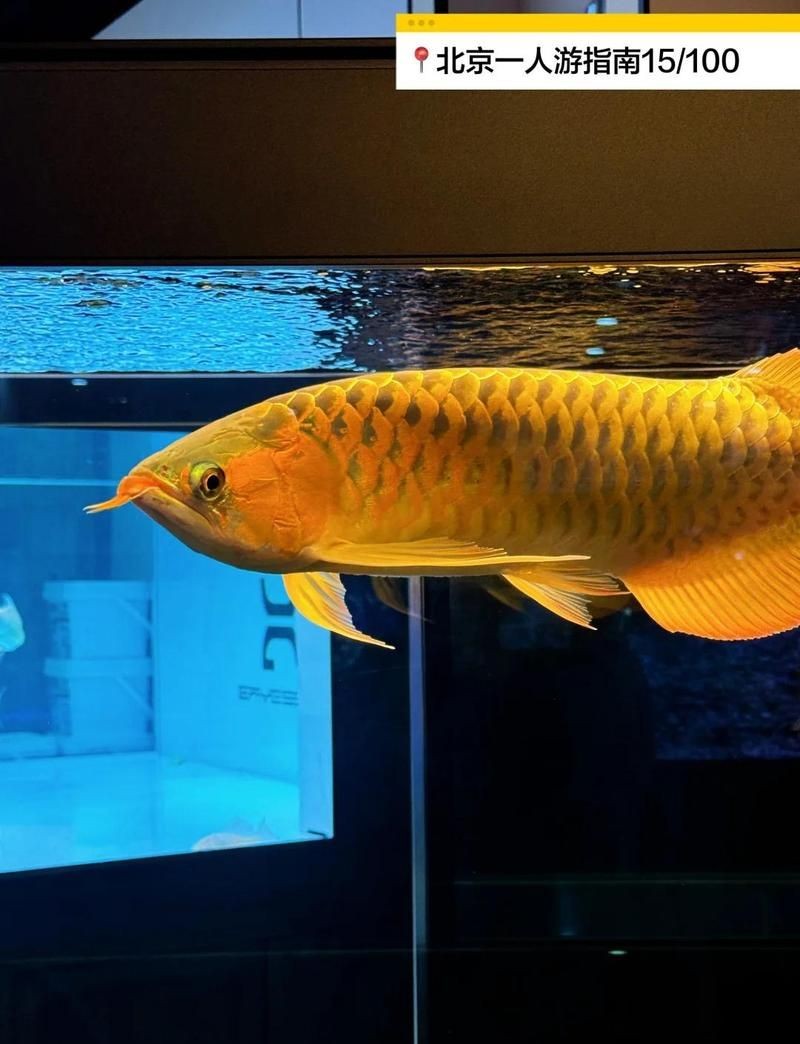 朝陽(yáng)水族批發(fā)市場(chǎng)：北京朝陽(yáng)水族批發(fā)市場(chǎng)