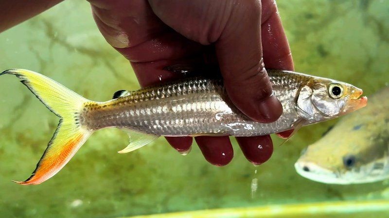 金老虎魚最害怕三個東西：皇冠三間，這樣的猛魚你會養嗎
