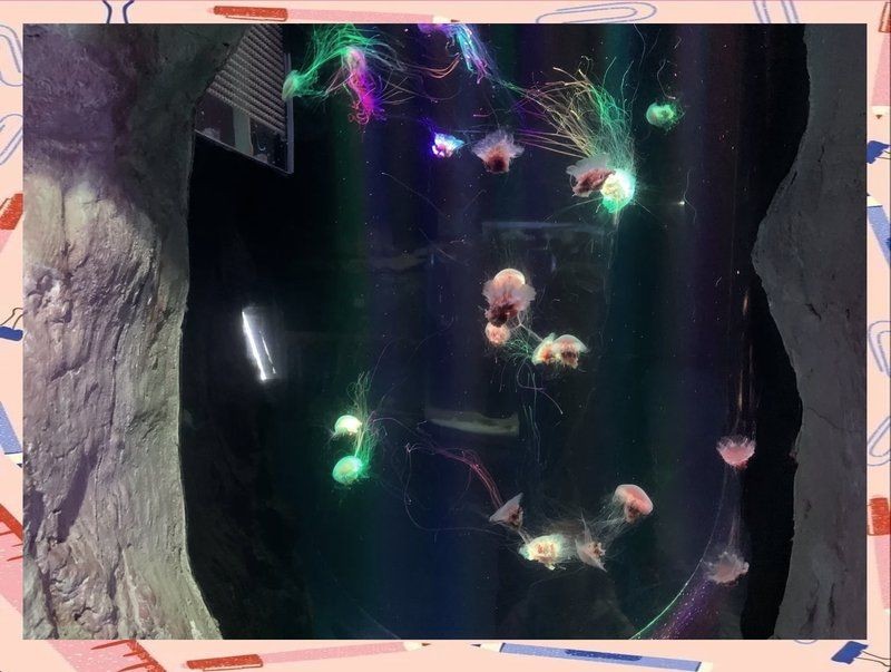 威海水族店：**《威海水族店：海洋世界的微型窗口》 威海水族店：**《威海水族店：海洋世界的微型窗口》 全國水族館企業名錄 第6張