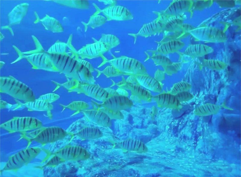 威海水族店：**《威海水族店：海洋世界的微型窗口》 威海水族店：**《威海水族店：海洋世界的微型窗口》 全國水族館企業名錄 第2張